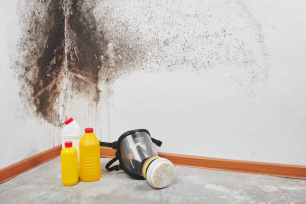 Best Mold Damage Repair  in Cross Roads, TX
