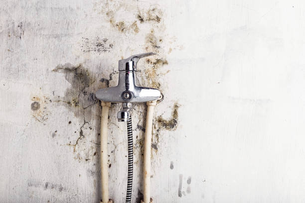 Best Mold Testing  in Cross Roads, TX
