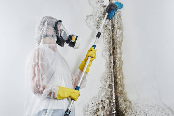 Best Professional Mold Removal  in Cross Roads, TX
