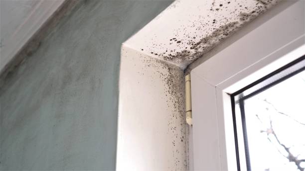 Best Mold Testing  in Cross Roads, TX