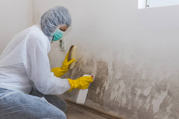 Best Mold Damage Repair  in Cross Roads, TX