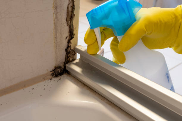 Best Local Mold Removal Service  in Cross Roads, TX