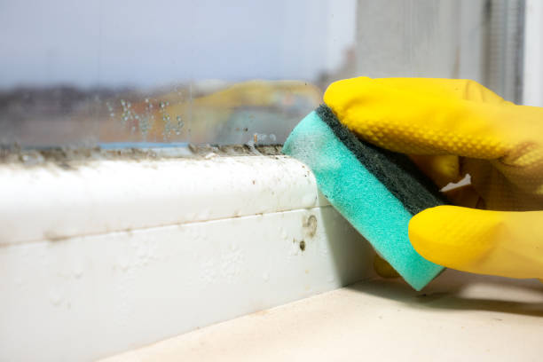 Best Residential Mold Removal  in Cross Roads, TX