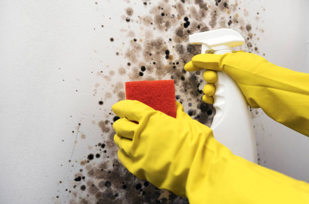 Best Office Mold Removal Services  in Cross Roads, TX