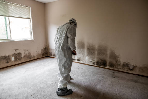 Best Black Mold Removal  in Cross Roads, TX