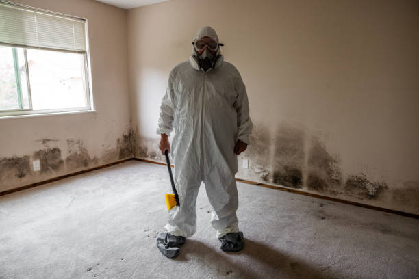 Best Mold Removal Company Near Me  in Cross Roads, TX