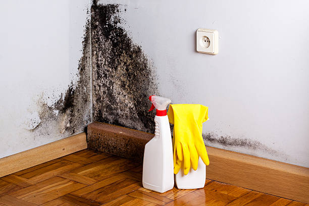 Professional Mold Removal in Cross Roads, TX