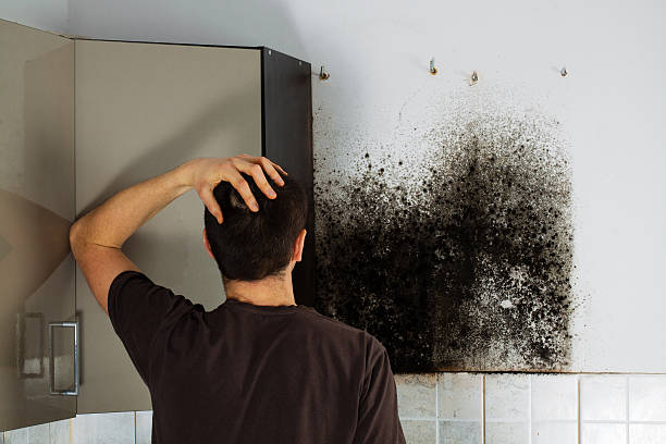  Cross Roads, TX Mold Removal Pros