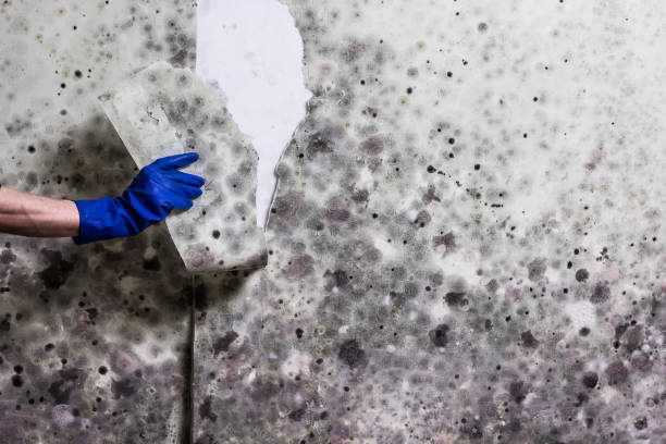Best Mold Remediation  in Cross Roads, TX