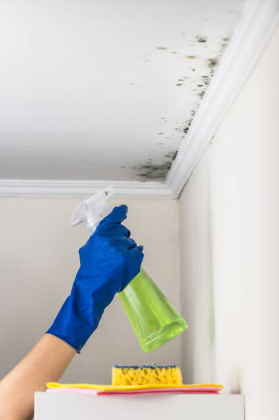 Best Toxic Mold Removal  in Cross Roads, TX
