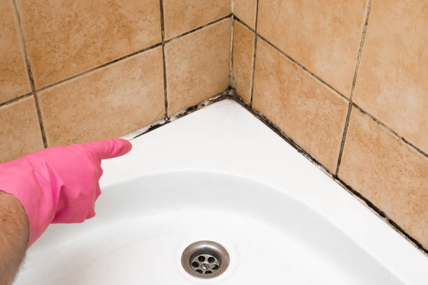 Best Black Mold Removal  in Cross Roads, TX