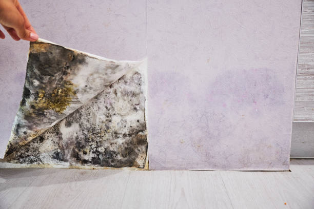 Best Affordable Mold Removal  in Cross Roads, TX
